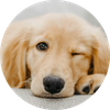 Pet Lover #1